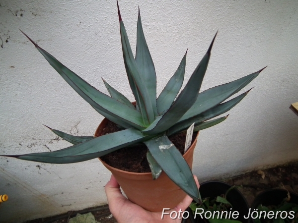 Agave nigra